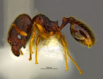 Media type: image;   Entomology 34412 Aspect: habitus lateral view